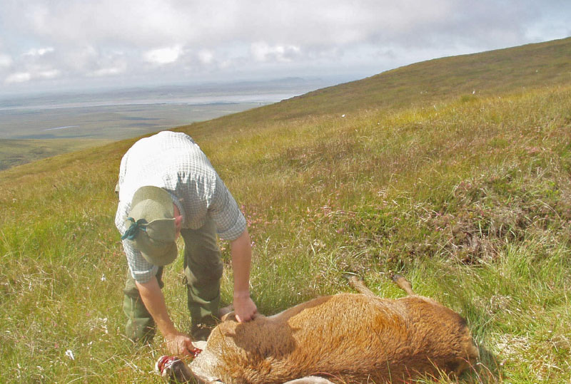 Gralloching a stag Beinn Ghibheach