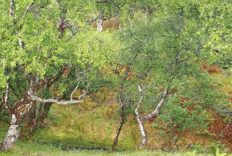 Midsummer birchwood, Sleibhte